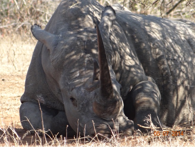 Durban Day Safari Tour to Hluhluwe Imfolozi Game reserve, White Rhino 5 July 2014