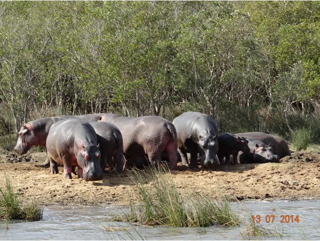 Hippos at St Lucia on our Durban Big 5 Honeymoon Private 3 Day Safari Tour to Hluhluwe Imfolozi Game Reserve 11th to 13th July 2014
