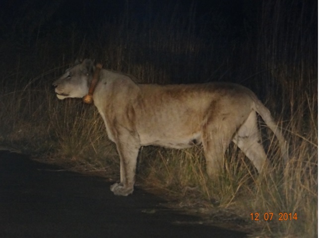Lioness on our Durban Big 5 Honeymoon Private 3 Day Safari Tour to Hluhluwe Imfolozi Game Reserve 11th to 13th July 2014