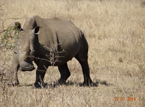 Rhino poses on our Durban Big 5 Honeymoon Private 3 Day Safari Tour to Hluhluwe Imfolozi Game Reserve 11th to 13th July 2014