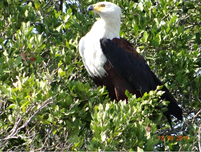 African fish eagle on Day 1 of our 5 Day Safari tour seen at St Lucia