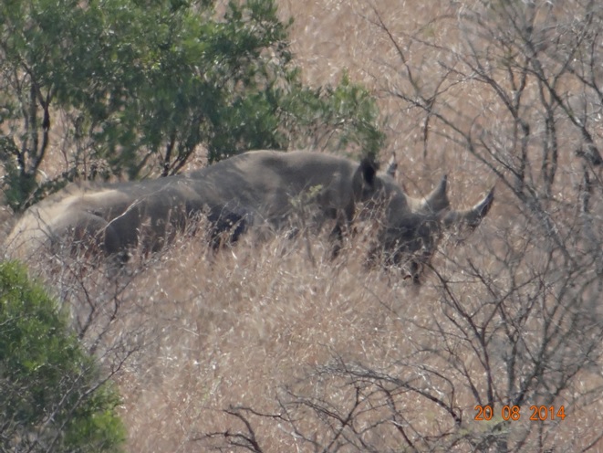 Black Rhino seen on our Big 5 Stretch of our Durban Safari Tour