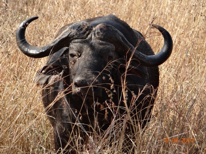 Buffalo bull gives us the stare on Day 2 of our Durban Safari Tour in Hluhluwe Imfolozi game reserve
