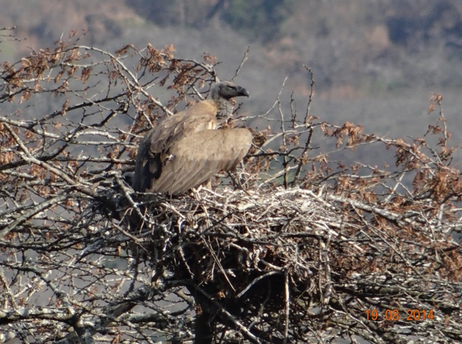 Day 2 of our Durban Safari tour we spotted this white backed vulture on her nest