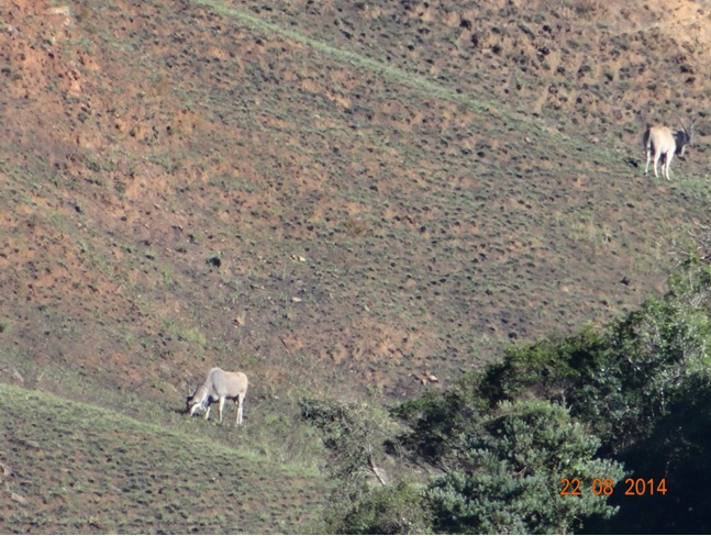 Eland seen on our Drakensberg hike up to the Bushman paintings on our Durban 5 Day Safari Tour