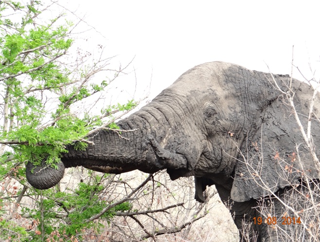 Elephant bull feeds off the fresh shoot of an Acacia during our Durban 5 day Safari Tour