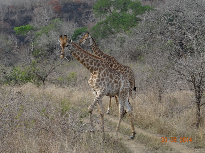 Giraffe on day 3 of our 5 Day Safari Tour to Hluhluwe Imfolozi game reserve