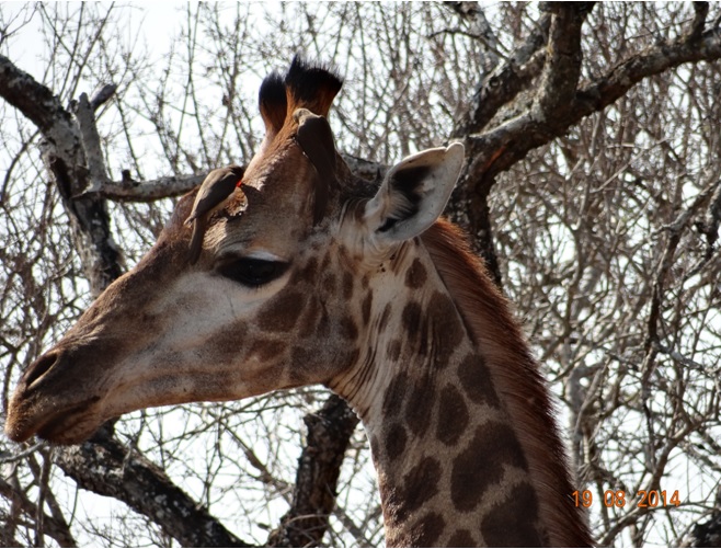 Giraffe seen on our second Day in Hluhluwe Imfolozi game reserve on our Durban Safari Tour