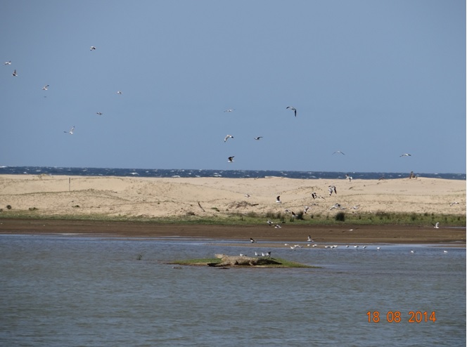 St Lucia Estuary mouth with 2 Big crocodiles on a sand bank during our Durban Safari Tour