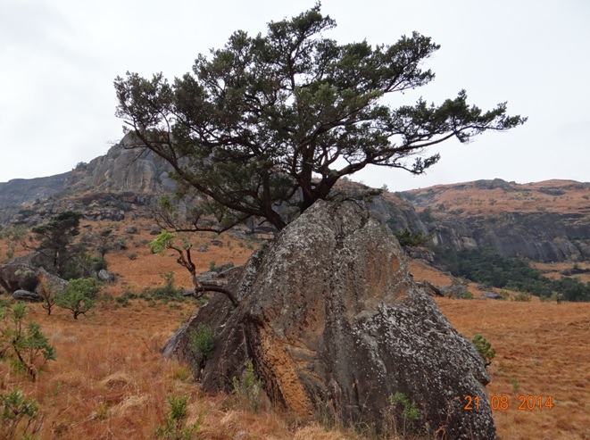 Stuck between and rock and a hard place are a Cabbage tree and a Yellow wood tree during our Drakensberg leg of our Durban Safari Tour