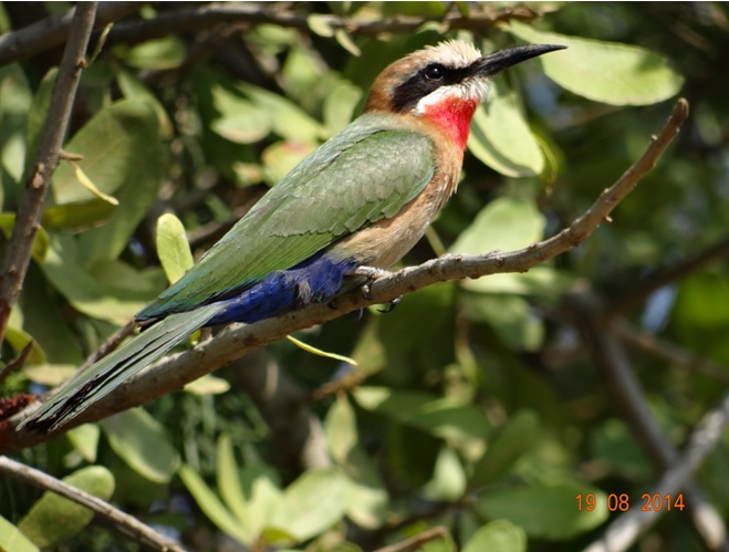 White fronted bee eater seen in Hluhluwe Imfolozi game reserve on Day 2 of our Durban Safari Tour