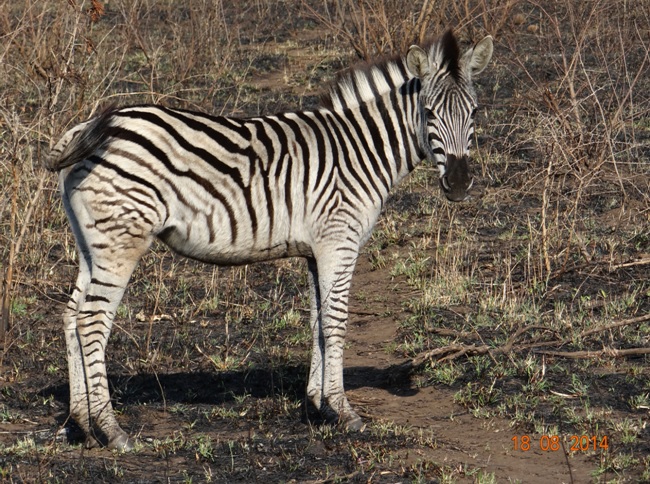 Zebra foul seen on Day 1 of our 5 Day Durban safari tour seen in Hluhluwe Imfolozi game reserve