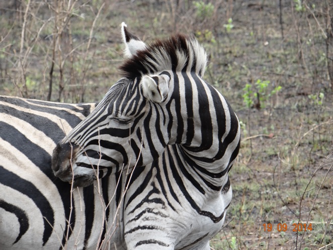 Zebra cleans herself during our Durban day Safari to Hluhluwe Imfolozi Big 5 Game reserve near Durban