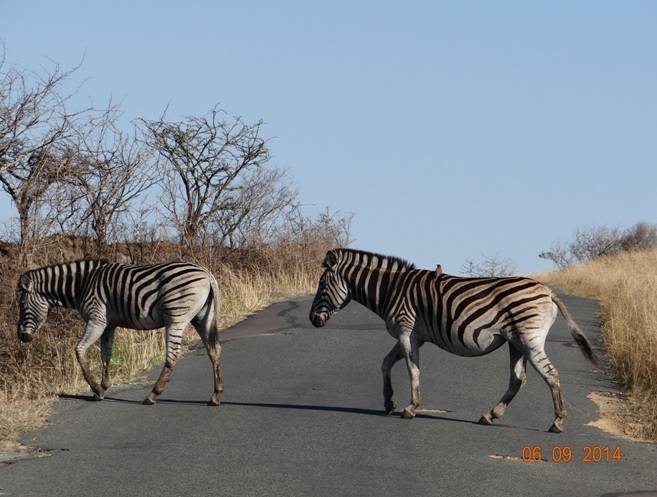 Zebra crossing the road on Day 2 of our 3 day honeymoon Durban Safari Tour