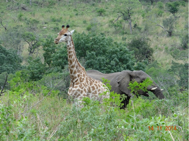Giraffe with an Elephant behind it on our Durban 5 Day Safari Tour