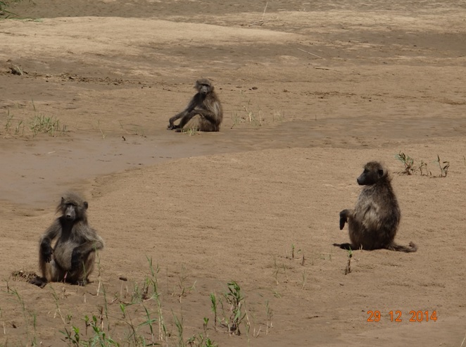 Baboons pose in the Umfolozi river on our Durban safari tour