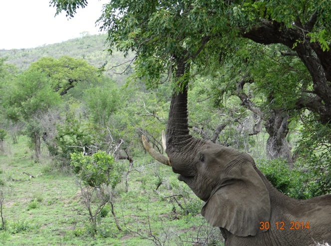 Elephant seen on our exit of Hluhluwe Imfolozi game reserve