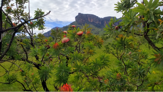 Proteas in flower with the Drakensberg behind seen on our Drakensberg Tour