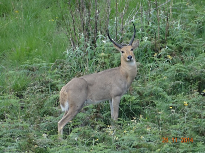 Reedbuck seen in the Drakensberg mountains on a hike