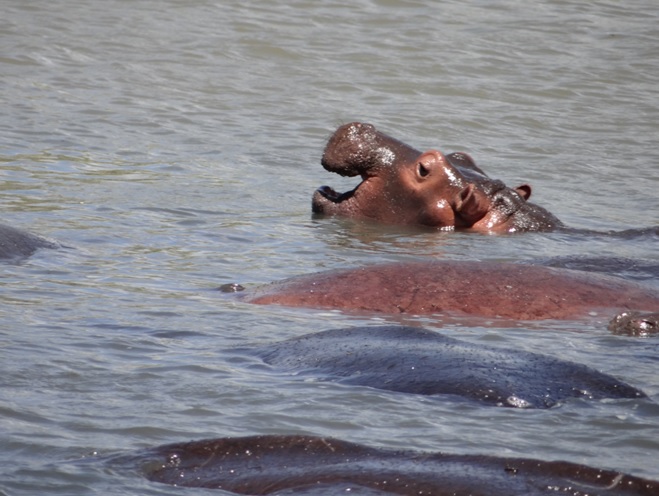Baby Hippo in St Lucia estuary on our Durban day safari tour