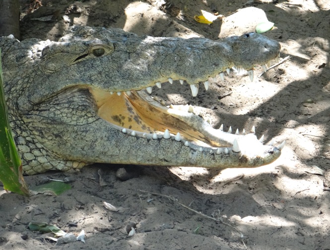 Crocodile at St Lucia on our Durban day safari tour