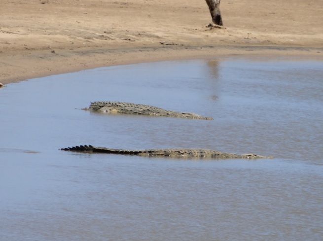 Crocodiles waiting at the estuary mouth for fish on our Durban day safari tour