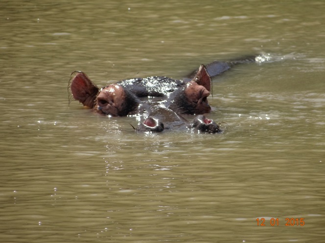 Hippo at St Lucia estuary Isimangeliso wetland park on our Durban day safari tour