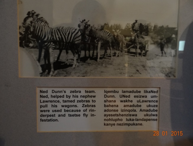 Durban safari tour in KwaZulu Natal; Zebras pulling a cart