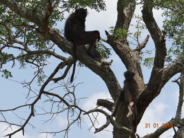 Durban safari tours; Baboon in the tree