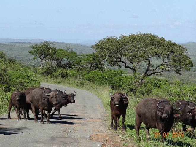 Durban safari tours; Buffalos