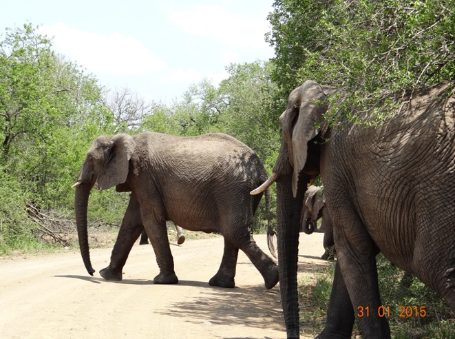 Durban safari tours; Herd of Elephant crossing road