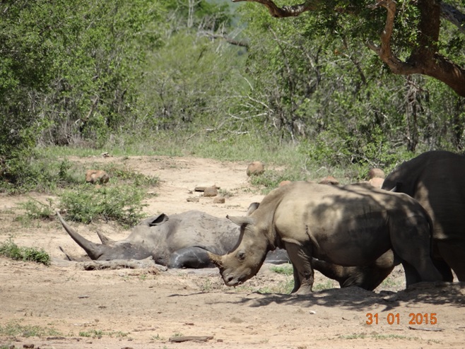 Durban safari tours; Rhinos in Mud