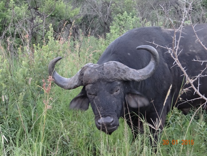 Durban safaris; Buffalo in Hluhluwe game reserve