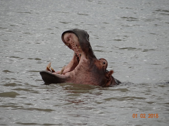 Durban safaris; Hippo yawning