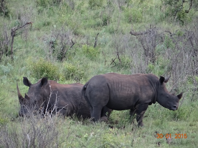 Durban safaris; Rhinos in Hluhluwe game reserve