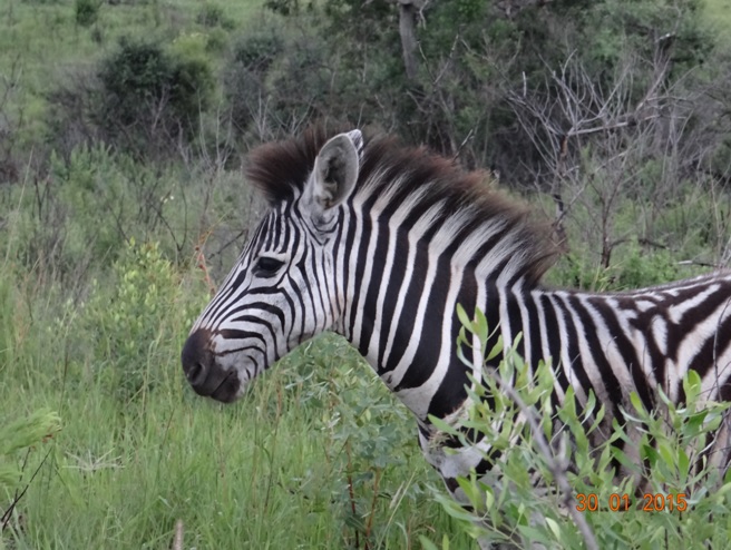 Durban safaris; Zebra in Hluhluwe game reserve