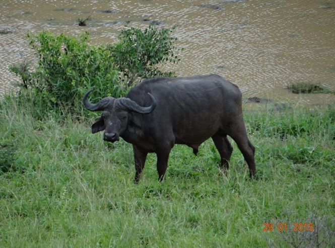 KwaZulu Natal safari tour from Durban; Buffalo bull at Hluhluwe Imfolozi game reserve