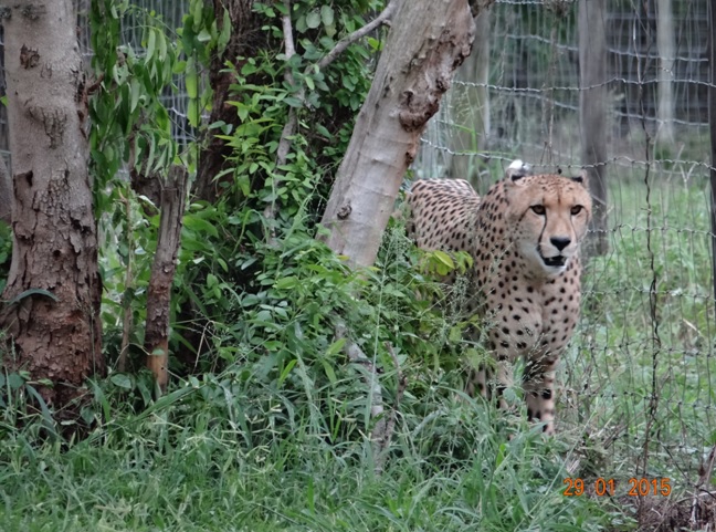 KwaZulu Natal safari tour from Durban; Cheetah on cat rehabilitation centre