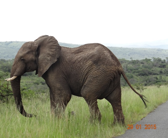 KwaZulu Natal safari tour from Durban; Elephant crossing at Hluhluwe Imfolozi game reserve