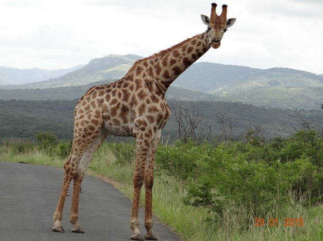 KwaZulu Natal safari tour from Durban; Giraffe on road at Hluhluwe Imfolozi game reserve