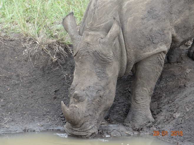 KwaZulu Natal safari tour from Durban; Rhino drinking at Hluhluwe Imfolozi game reserve
