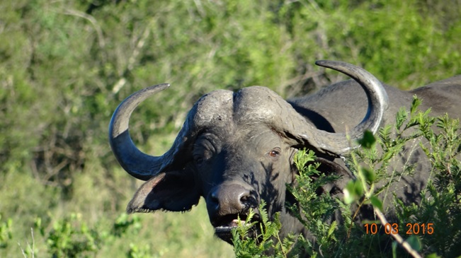Durban 2 day safari; Buffalo