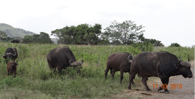 Durban 2 day safari; Cape Buffalo