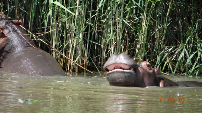 Durban 2 day safari; Hippos