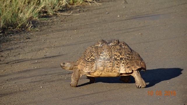 Durban 2 day safari; Leopard Tortoise