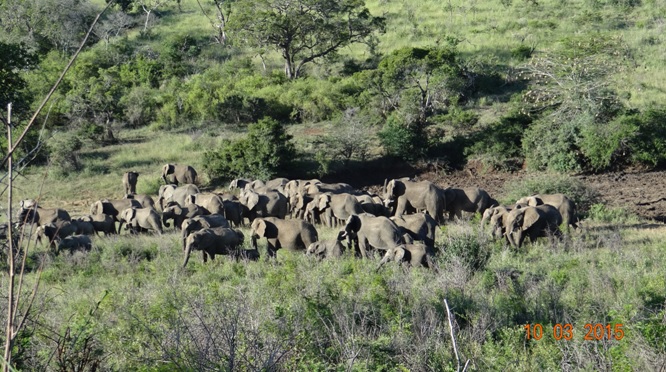 Durban 2 day safari; huge herd of Elephant