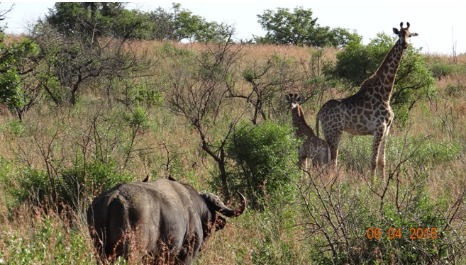 3 day safari from Durban; Buffalo approaches a Giraffe mother and calf