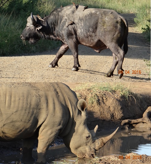 3 day safari from Durban; Buffalo crosses road and Rhino Drinks