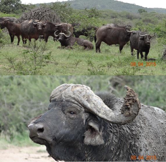 3 day safari from Durban; Cape Buffalo
