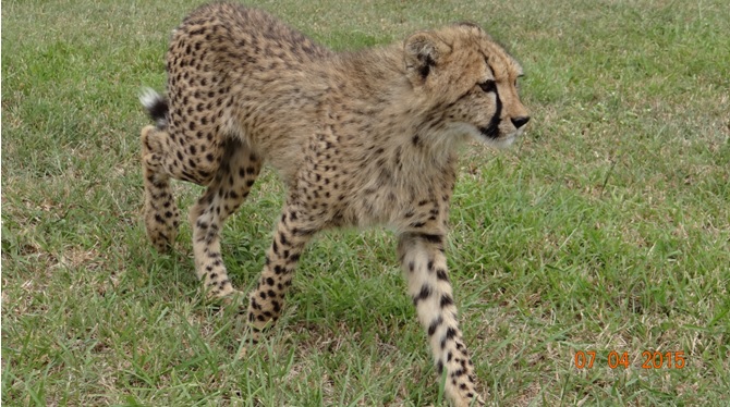 3 day safari from Durban; Cheetah cub